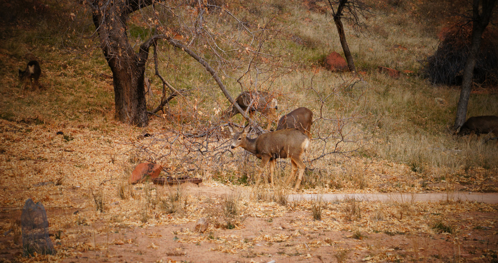 Zion National Park